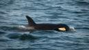 Rescue Teams Continue Unprecedented Effort To Save Young Sick Orca