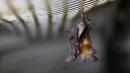 Trump administration terminates funding of coronavirus bat research in China