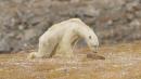 Dying polar bear roams iceless land for food in 'soul-crushing' video