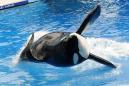 SeaWorld under federal investigation over impact of the 'Blackfish' documentary about orcas in captivity