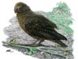 Evidence of 'Herculean' parrot found in  New Zealand