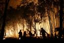 Tasmania fires may 'wipe out' ancient species