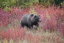 Grizzly injures father and son hunting in thick woods, Montana officials say