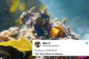 This 'Blue Planet II' footage of an octopus covering itself in shells to evade a shark is incredible