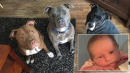 3-Week-Old Dies in Dog Attack After Being Left Alone With Family's Three Pit Bulls