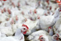 Philippines bans chicken imports from Brazil on coronavirus scare