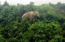 Wild elephants kill two Rohingya refugees in Bangladesh